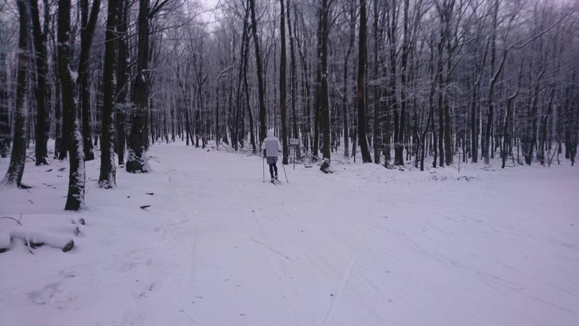 Celková výška snehu v lese je priemerne do 8 cm.
