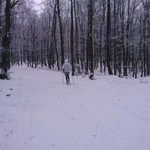 Celková výška snehu v lese je priemerne do 8 cm.